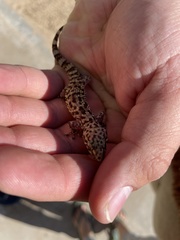 Hemidactylus turcicus