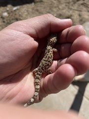 Hemidactylus turcicus