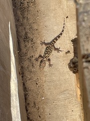 Hemidactylus turcicus