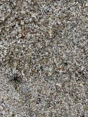 Chersodromia inusitata