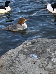 Mergus merganser