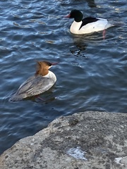 Mergus merganser