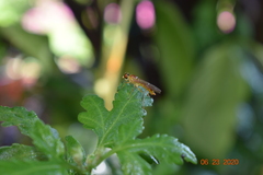 Ptecticus trivittatus