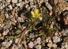 Portulaca australis