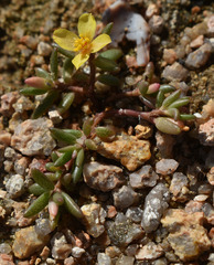 Portulaca australis