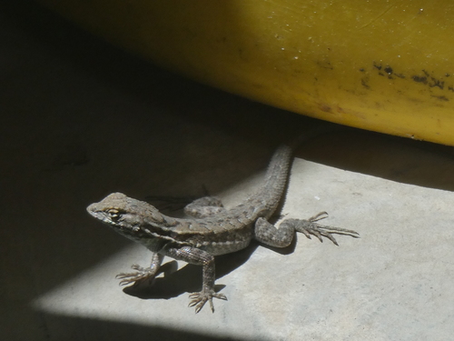 iNaturalist observation photo of Western Side-blotched Lizard