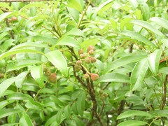 Matayba elaeagnoides