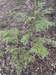 Calocedrus