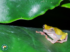 Anura