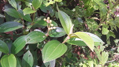 Miconia subhirsuta