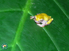 Anura
