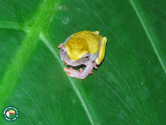Anura