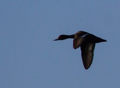 Netta erythrophthalma