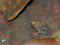 Anura