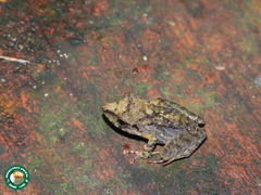 Anura