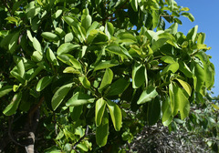 Terminalia porphyrocarpa