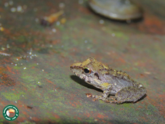 Anura