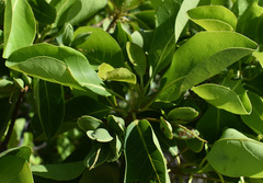 Terminalia porphyrocarpa