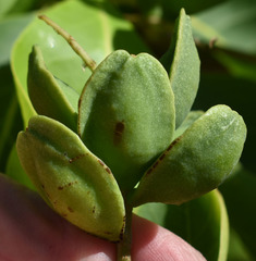 Terminalia porphyrocarpa