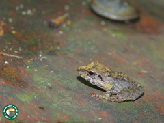 Anura