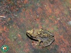 Anura