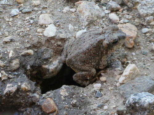 iNaturalist observation photo of Red-spotted Toad