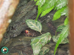 Leptodactylus knudseni