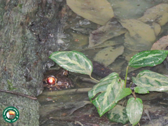 Leptodactylus knudseni