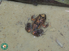 Pristimantis zimmermanae
