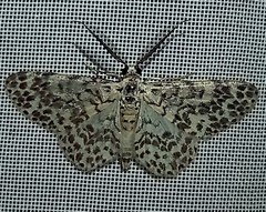 Hymenomima umbelularia