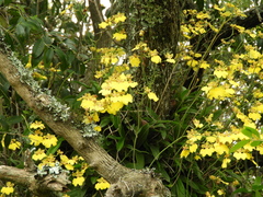 Gomesa bifolia