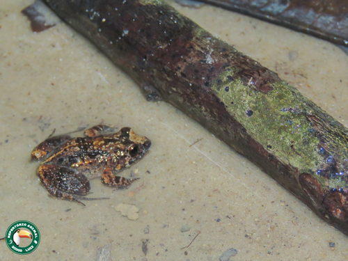 Zimmerman's Robber Frog, Pristimantis zimmermanae