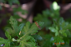 Ptecticus trivittatus