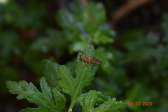 Ptecticus trivittatus