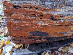 Botryobasidium aureum