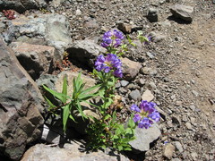 Penstemon serrulatus