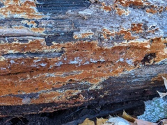 Botryobasidium aureum