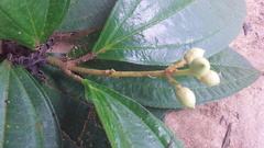 Miconia subhirsuta