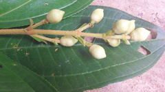 Miconia subhirsuta