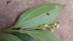 Miconia subhirsuta