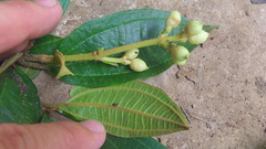 Miconia subhirsuta