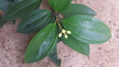 Miconia subhirsuta