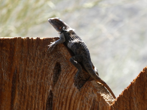 iNaturalist observation photo of Desert Spiny Lizard