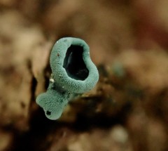 Chlorociboriaceae