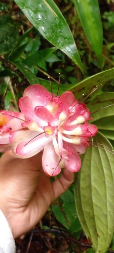 Cavendishia cuatrecasasii, 2021-12-14