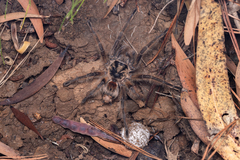 Phrixotrichus scrofa