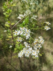 Olearia elliptica