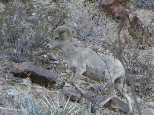 iNaturalist observation photo of Desert Bighorn Sheep