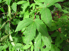 Acer triflorum