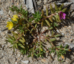 Portulaca australis
